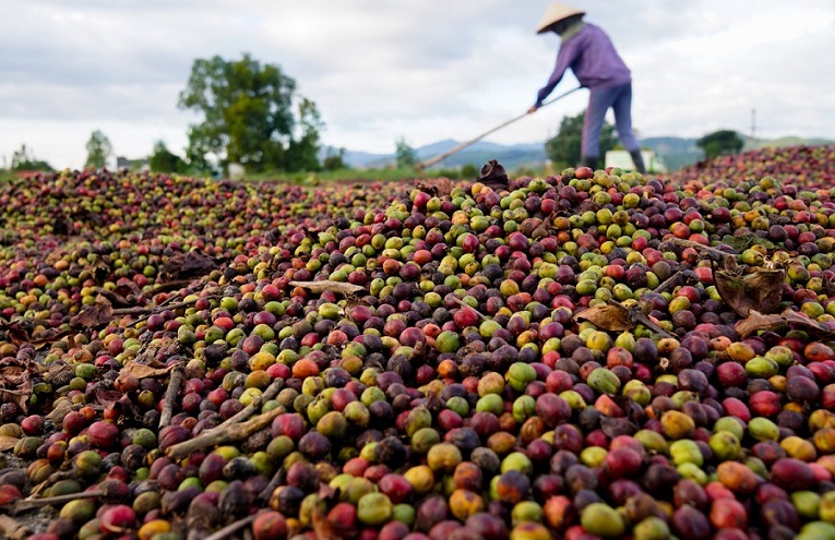 Drying coffee outdoors