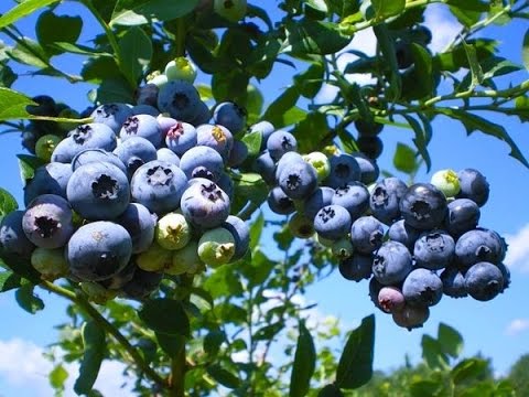 Blueberries have many health benefits