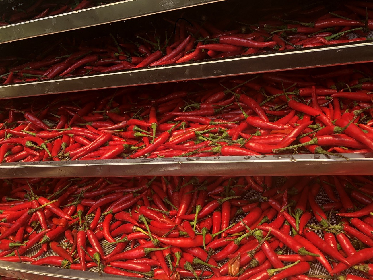 The price of chili dryer on the market is very diverse