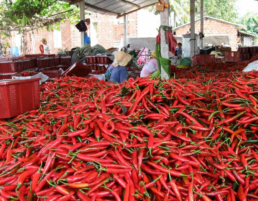 The process of drying chili agricultural products at many business establishments