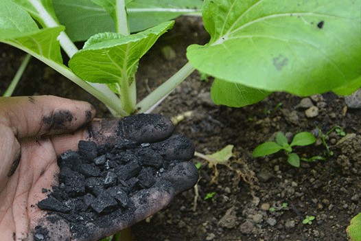 Biochar from sawdust