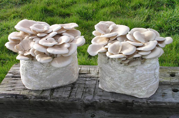 Sawdust is used to grow mushrooms