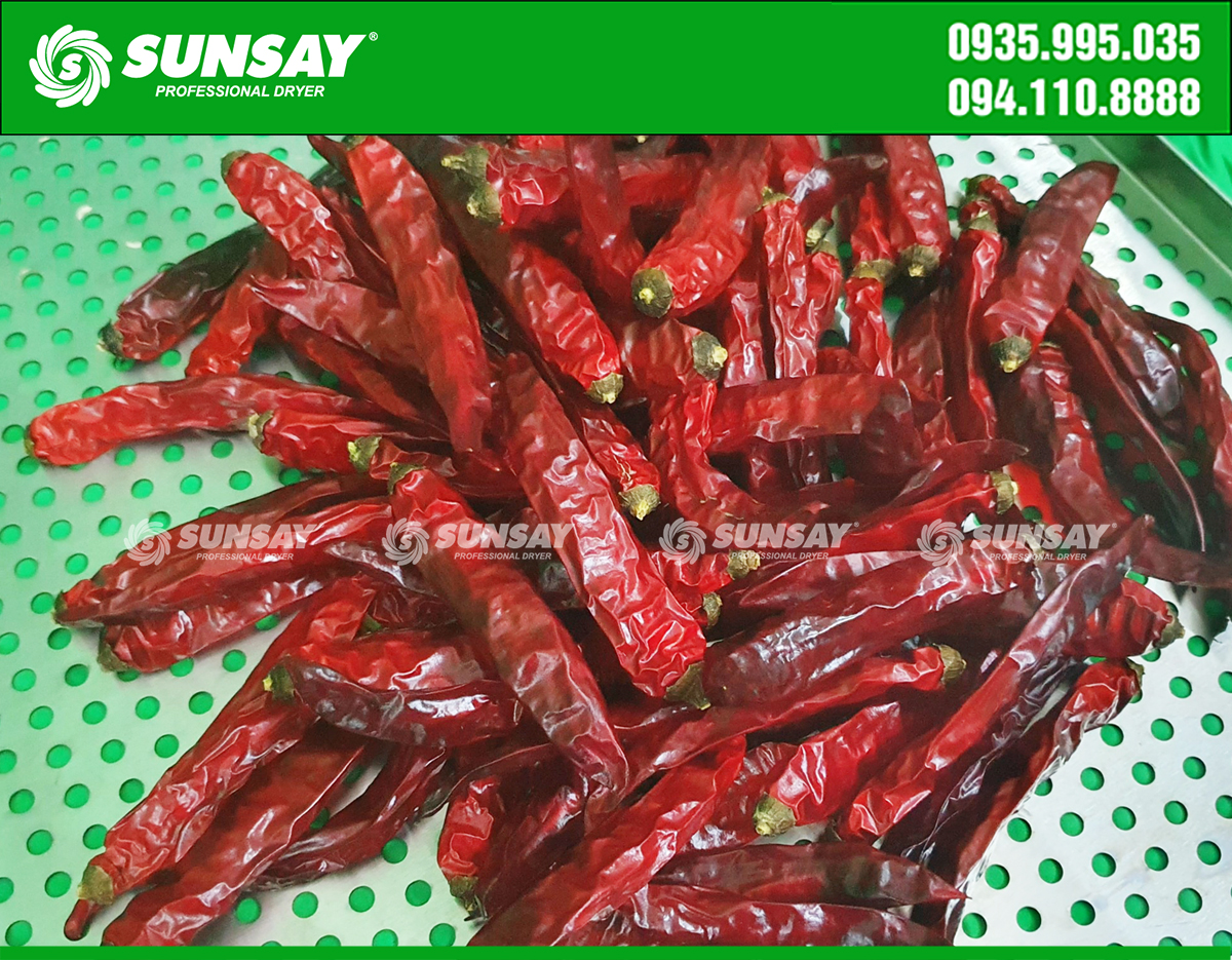 Technical technology for processing dried chili and chili powder for export