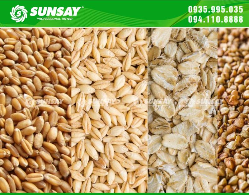 Barley is a grain that contains many nutrients
