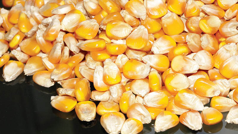 Corn kernels after drying