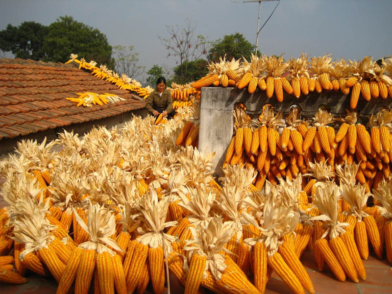 When drying, you also need to pay attention to stir the layer of dried corn evenly, do not dry it too thick, and the drying yard must be clean