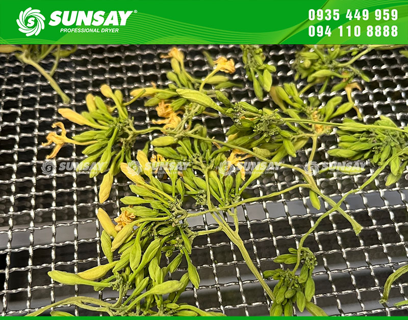 Dried male papaya flowers are better than fresh flowers. After drying, the flowers still retain their color and nutrients.