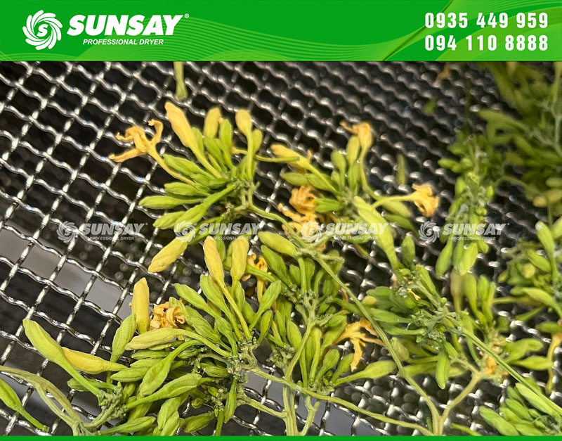 Male papaya flowers dried by freeze dryer