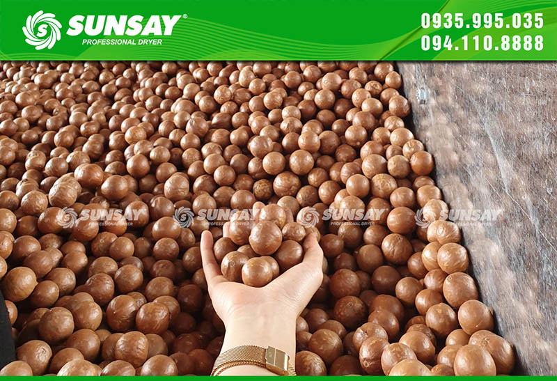 Industrial agricultural drying oven used to dry macadamia