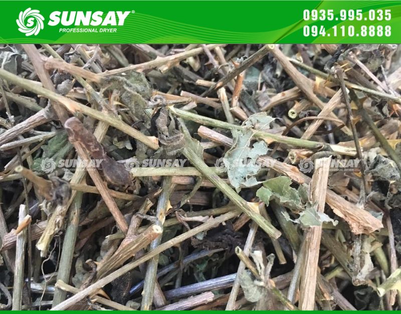 Solanum procumbens dried with SUNSAY freeze dryer