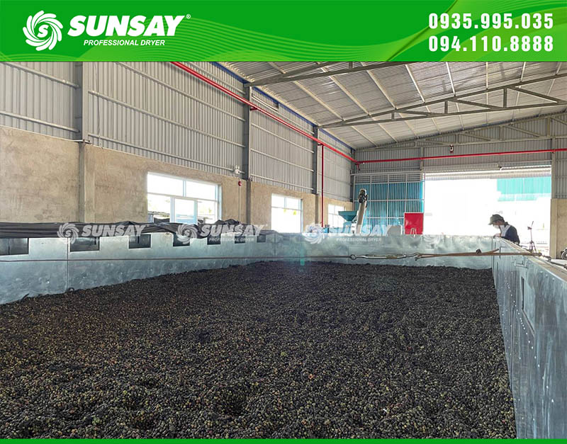 Harvested coffee is dried quickly.