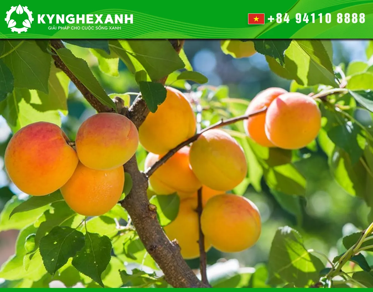 Fresh apricots growing on the tree before harvesting