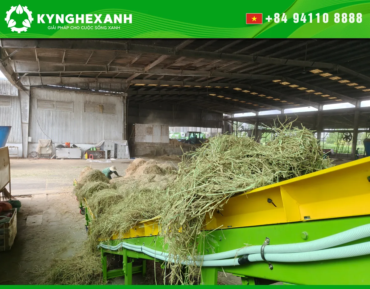 Straw being fed onto a conveyor for mechanical processing