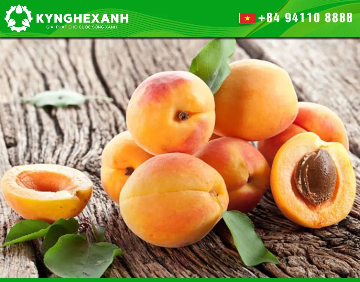 Fresh apricots selected for drying