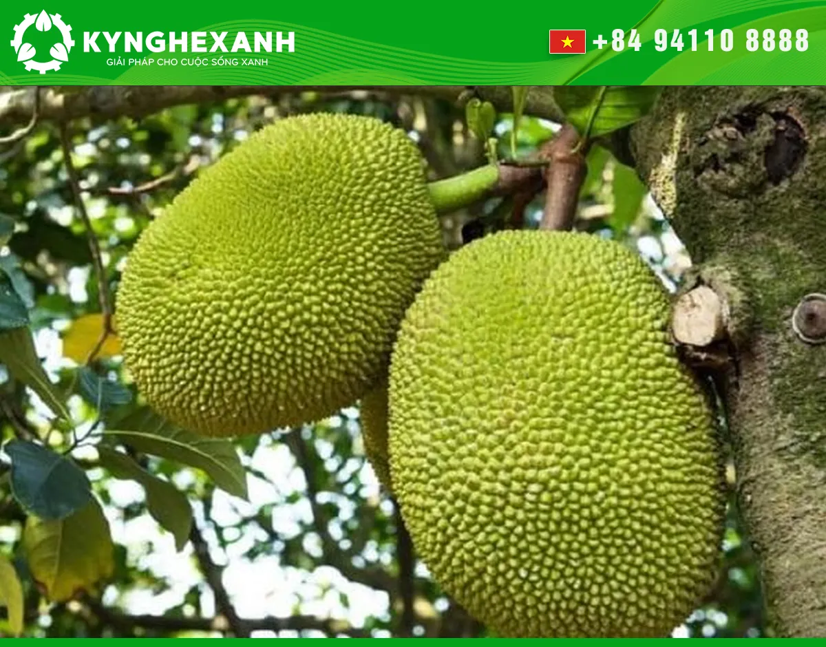 Fresh jackfruit on the tree