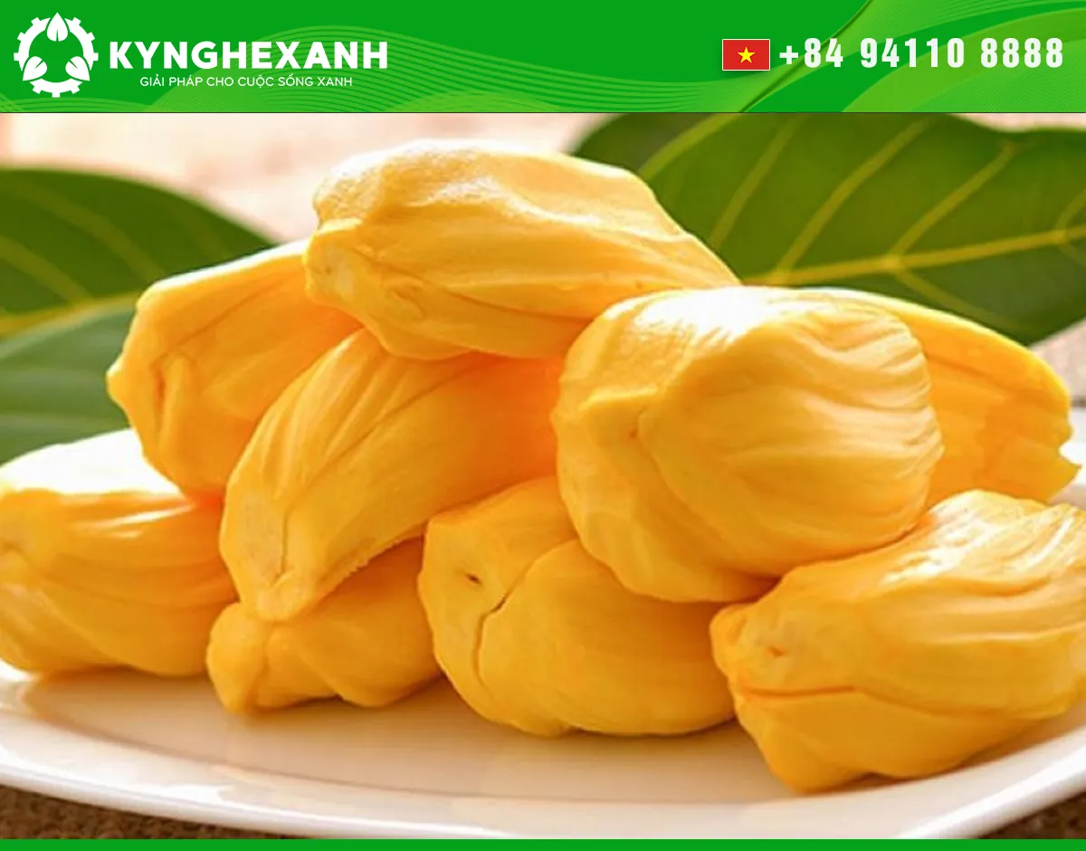 Peeled jackfruit bulbs prepared for processing