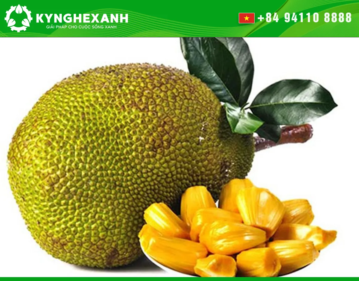 Whole jackfruit with fresh jackfruit bulbs